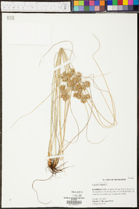 Cyperus elegans image