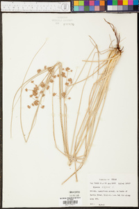 Cyperus elegans image