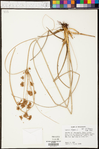 Cyperus elegans image