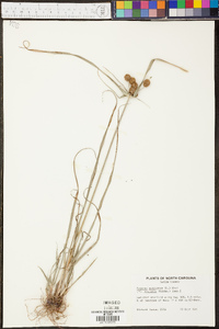 Cyperus echinatus image