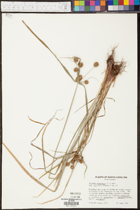 Cyperus echinatus image