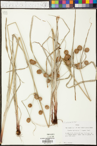 Cyperus echinatus image