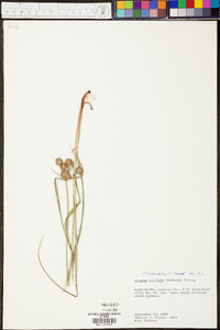 Cyperus echinatus image