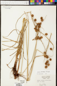 Cyperus echinatus image