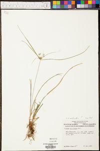 Cyperus echinatus image