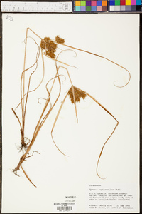 Cyperus erythrorhizos image