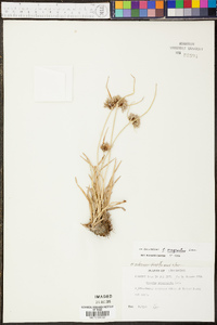 Cyperus eragrostis image