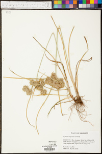 Cyperus eragrostis image