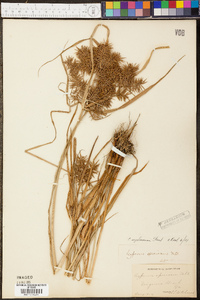 Cyperus engelmannii image