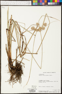 Cyperus entrerianus image