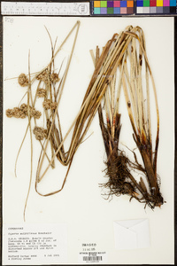 Cyperus entrerianus image