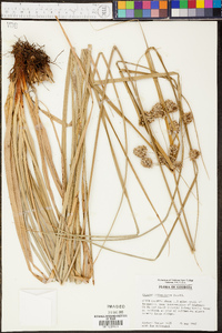 Cyperus entrerianus image