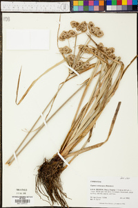 Cyperus entrerianus image