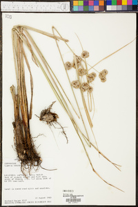 Cyperus entrerianus image