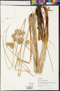 Cyperus entrerianus image