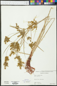 Cyperus iria image