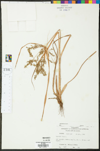 Cyperus iria image