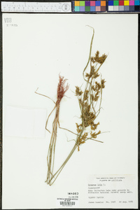 Cyperus iria image