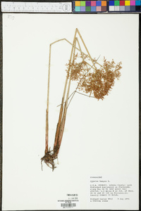 Cyperus haspan image