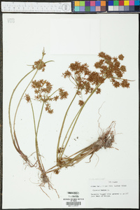 Cyperus haspan image