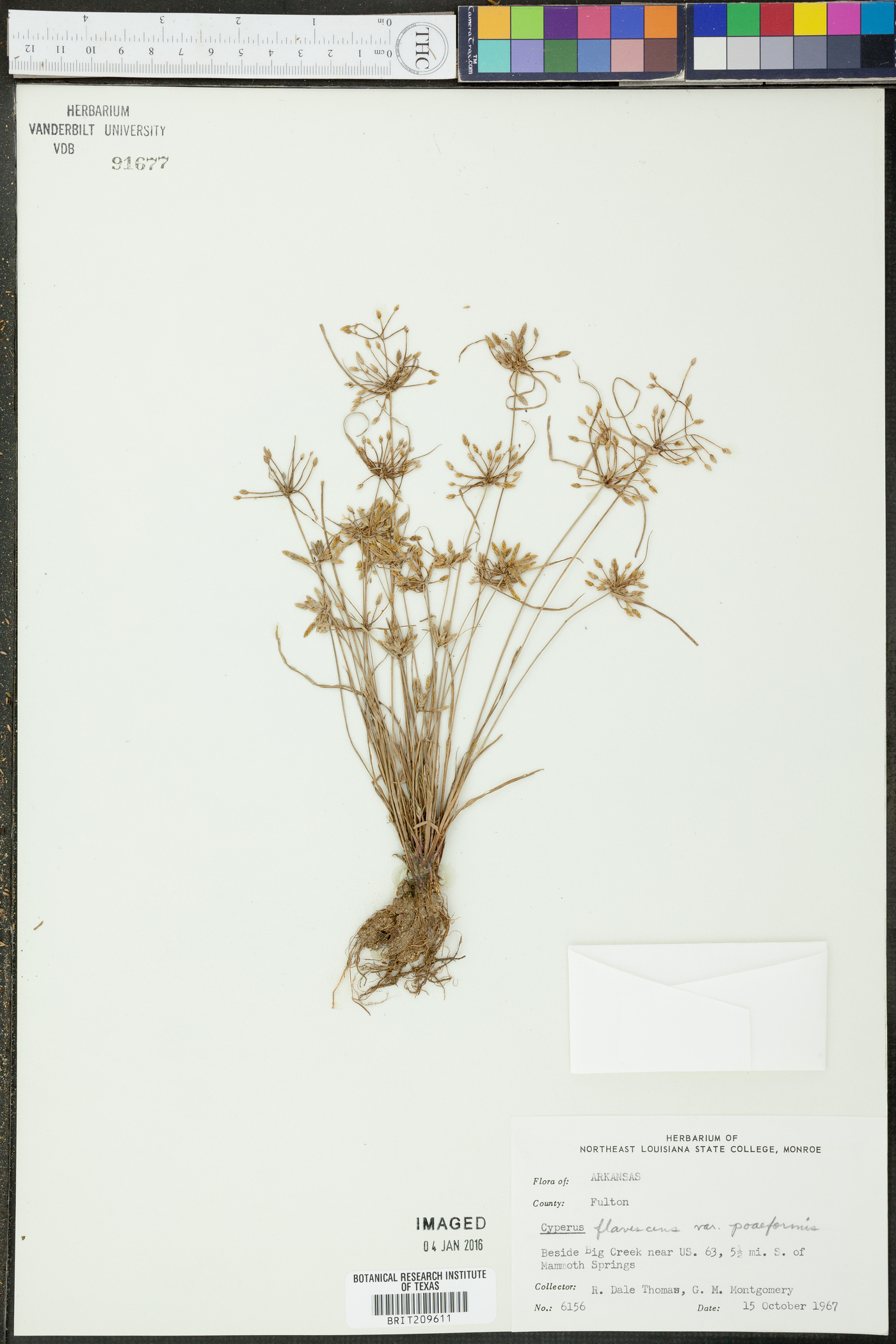 Cyperus flavescens var. poaeformis image