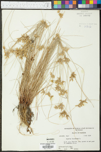 Cyperus flavescens image