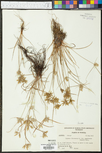 Cyperus flavescens var. poaeformis image