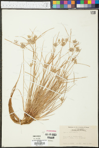 Cyperus flavescens image