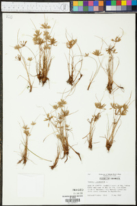 Cyperus flavescens image