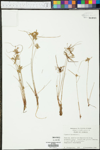 Cyperus flavescens image