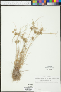 Cyperus flavescens image