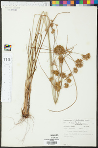 Cyperus lancastriensis image