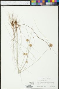 Cyperus filiculmis image