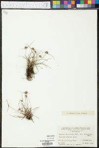 Cyperus filiculmis var. macilentus image