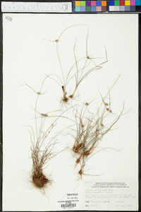 Cyperus filiculmis image