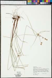 Cyperus nashii image