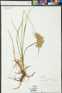 Cyperus lecontei image