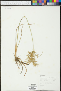 Cyperus lecontei image