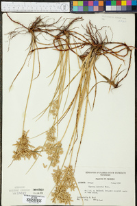 Cyperus lecontei image