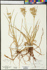 Cyperus lecontei image