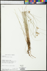 Cyperus lanceolatus image