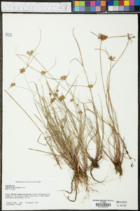 Cyperus lanceolatus image