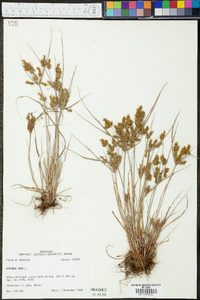 Cyperus iria image