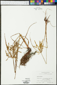 Cyperus iria image