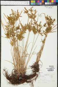 Cyperus iria image