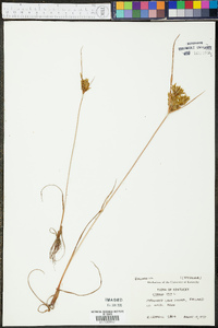 Cyperus iria image