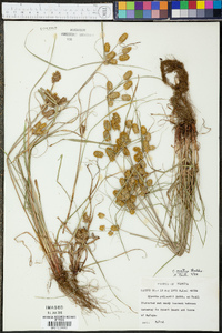 Cyperus pollardii image