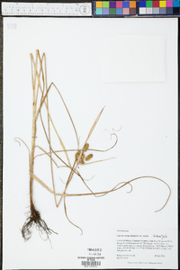 Cyperus ovatus image