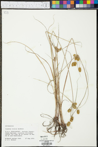 Cyperus ovatus image