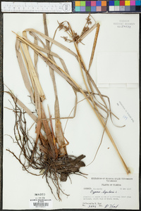 Cyperus ligularis image